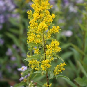 Showy goldenrod (Solidago speciosa)