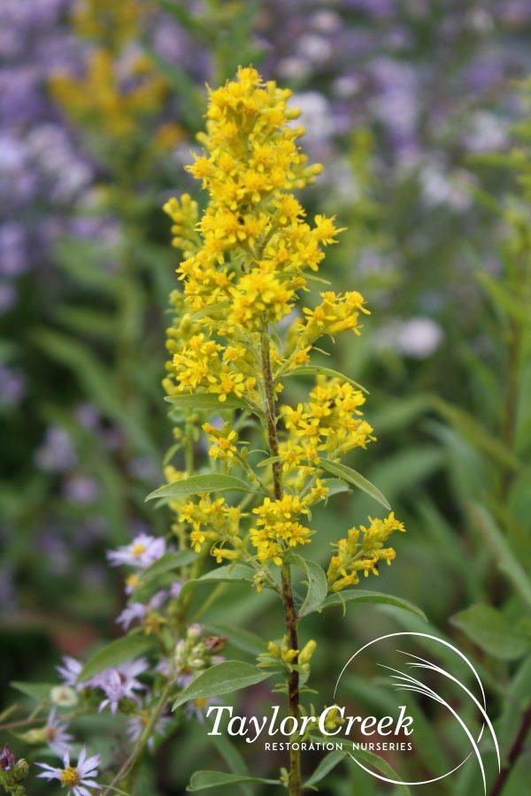 Showy goldenrod (Solidago speciosa)