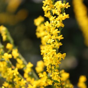 Elm-leaved goldenrod (Solidago ulmifolia)