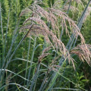 Indian grass (Sorghastrum nutans)