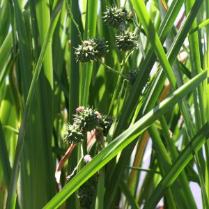 Burreed (Sparganium eurycarpum)