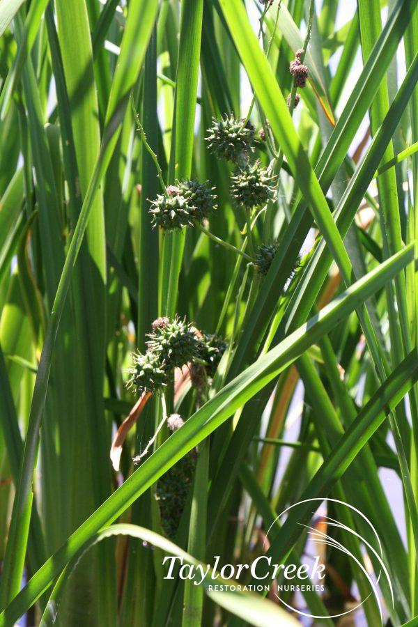 Burreed (Sparganium eurycarpum)
