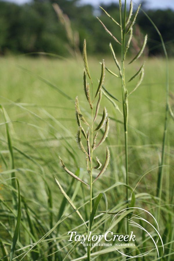 Prairie cordgrass (Spartina pectinata)
