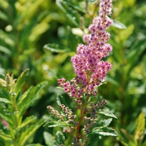 Steeple bush (Spiraea tomentosa)