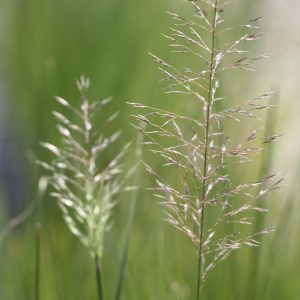 Prairie dropseed (Sporobolus heterolepis)