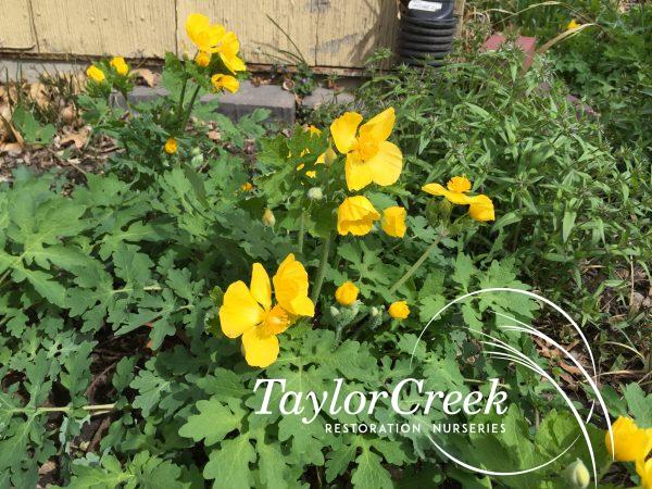 Celadine poppy (Stylophorum diphyllum)