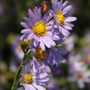 Smooth aster (Symphyotrichum laeve)