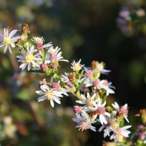 Side flowering aster (Symphyotrichum lateriflorum)