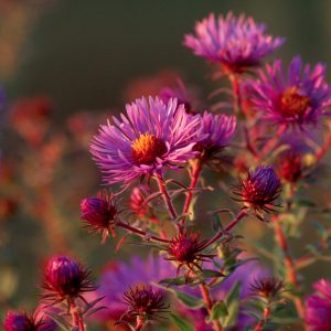 New England aster (Symphyotrichum novae-angliae)