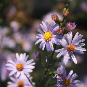Aromatic aster (Symphyotrichum oblongifolium)