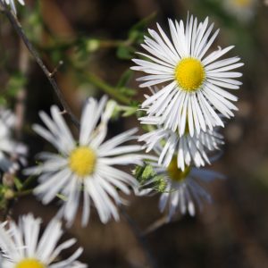 Hairy aster (Symphyotrichum pilosum)
