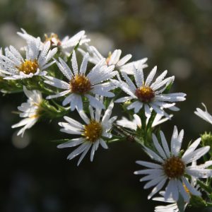 Swamp aster (Symphyotrichum puniceum)