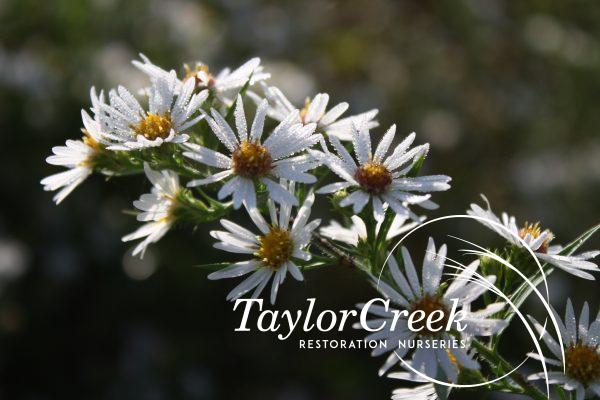 Swamp aster (Symphyotrichum puniceum)