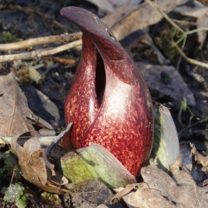 Skunk cabbage (Symplocarpus foetidus)