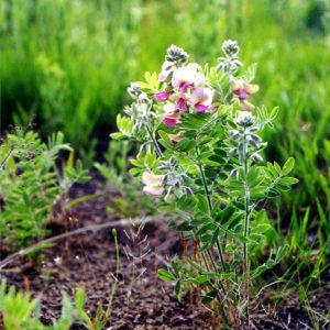 Goat's rue (Tephrosia virginiana)