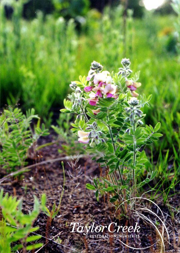 Goat's rue (Tephrosia virginiana)