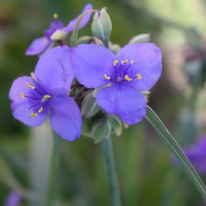 Western spiderwort (Tradescantia occidentalis)