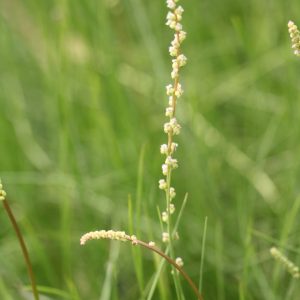 Seaside Arrowgrass (Triglochin maritima)