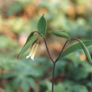 Bellwort (Uvularia sessilifolia)