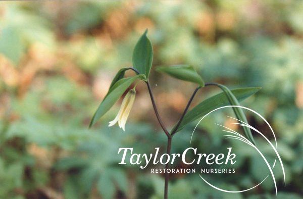 Bellwort (Uvularia sessilifolia)