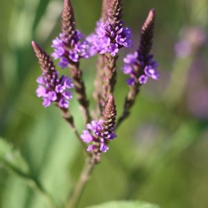 Blue vervain (Verbena hastata)