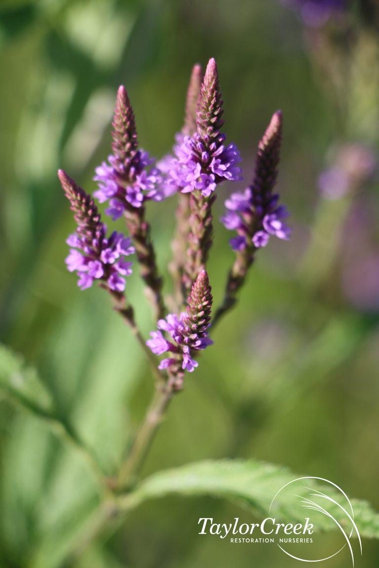 Blue vervain (Verbena hastata) Taylor Creek Restoration Nurseries