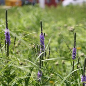 Hoary vervain (Verbena stricta)