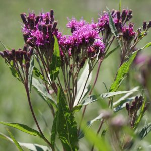 Common ironweed (Vernonia fasciculata)