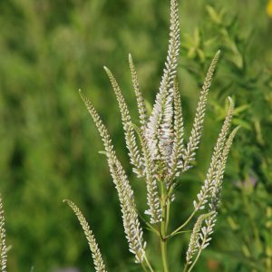 Culver’s root (Veronicastrum virginiana)