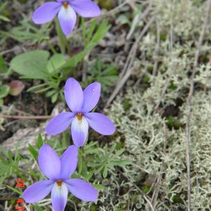 Bird's foot violet (Viola pedata)