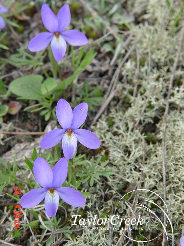 Bird's foot violet (Viola pedata)
