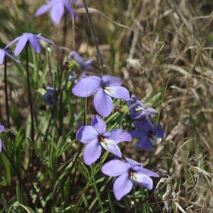 Prairie violet (Viola pedatifida)