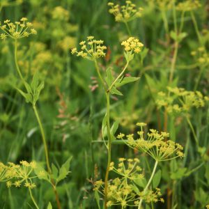 Golden alexanders (Zizia aurea)