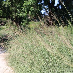 Dune/Beach grass (Ammophila breviligulata)