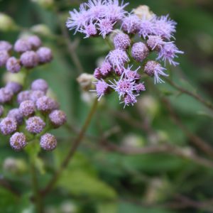 Blue mistflower (Conoclinium coelestinum)