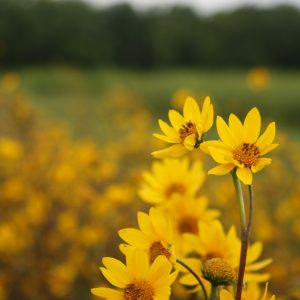 Ox-eye sunflower (Helianthus occidentalis)