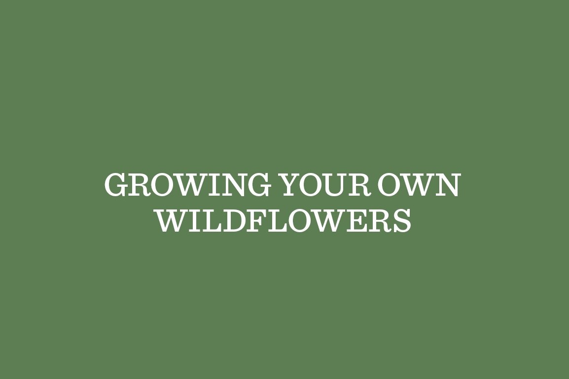 Growing Your Own Wildflowers image