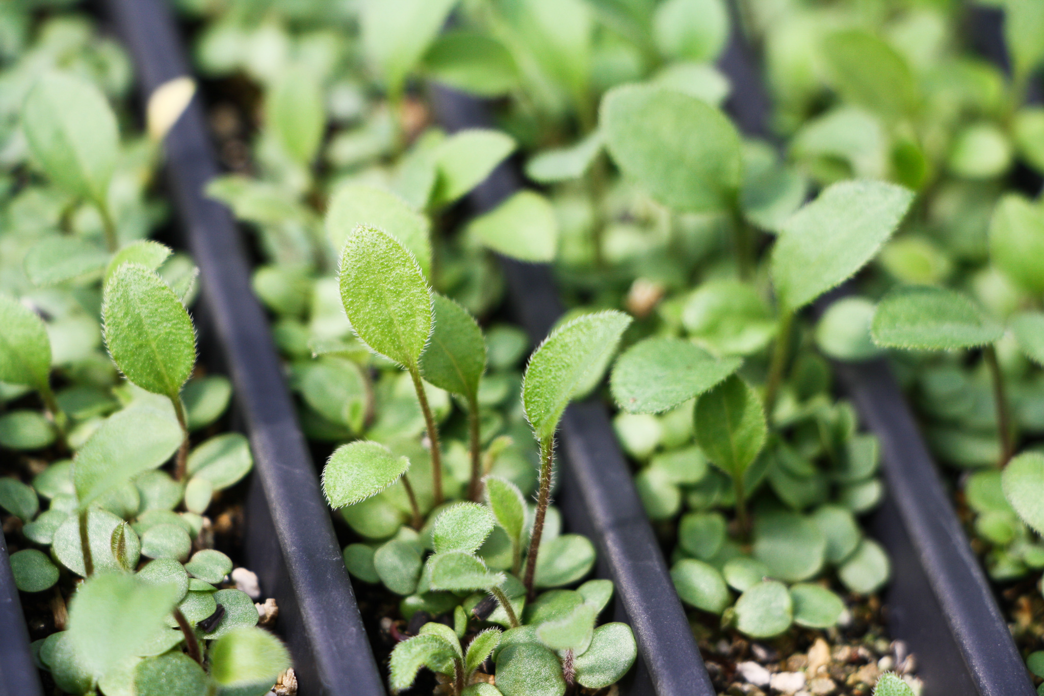 propagation, seedling, nursery-2