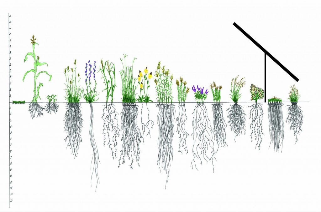 Roots with Panel graphic 1