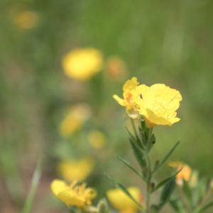 Cleland's Evening Primrose (Oenothera clelandii)